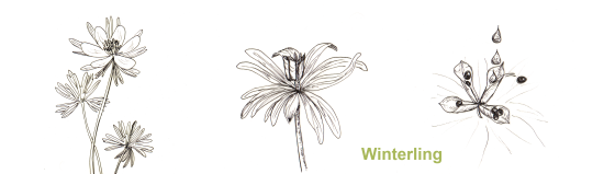 Winterling Entwicklung